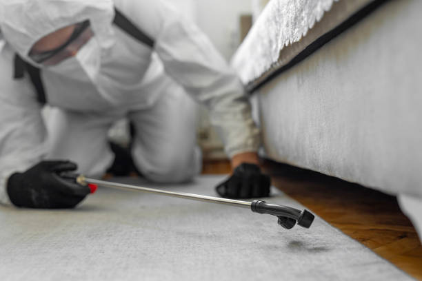 Professional Bed Bug Control technician working in West Pleasant View, CO